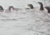 More than 20 otters spotted in Bangkok Noi canal, stunning locals