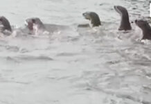 More than 20 otters spotted in Bangkok Noi canal, stunning locals
