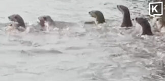 More than 20 otters spotted in Bangkok Noi canal, stunning locals