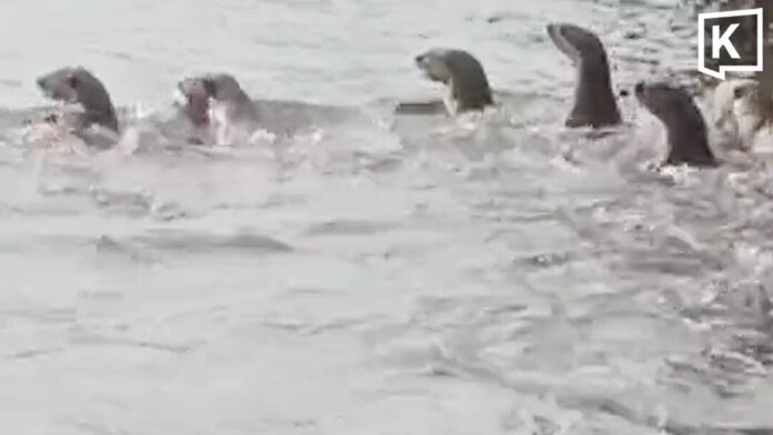 More than 20 otters spotted swimming in Bangkok Noi canal