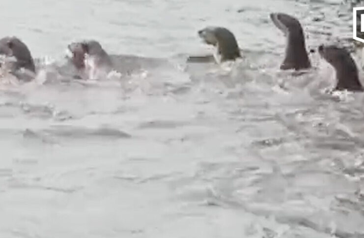 More than 20 otters spotted in Bangkok Noi canal, stunning locals