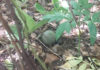 Mushroom hunter finds live M67 grenade, nearly triggers explosion with knife Mushroom hunter finds live M67 grenade, nearly triggers explosion with knife