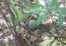 Mushroom hunter finds live M67 grenade, nearly triggers explosion with knife Mushroom hunter finds live M67 grenade, nearly triggers explosion with knife