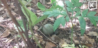 Mushroom hunter finds live M67 grenade, nearly triggers explosion with knife Mushroom hunter finds live M67 grenade, nearly triggers explosion with knife