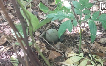 Mushroom hunter finds live M67 grenade, nearly triggers explosion with knife Mushroom hunter finds live M67 grenade, nearly triggers explosion with knife