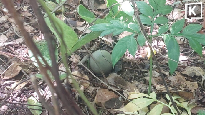 Mushroom hunter finds live M67 grenade, nearly triggers explosion with knife Mushroom hunter finds live M67 grenade, nearly triggers explosion with knife