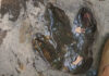 Mysterious footprints in Udon Thani spark dinosaur speculation Mysterious footprints in Udon Thani spark dinosaur speculation