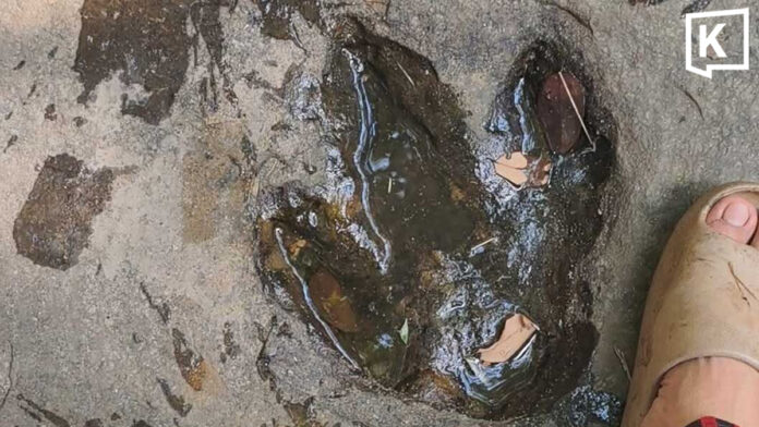 Mysterious footprints in Udon Thani spark dinosaur speculation