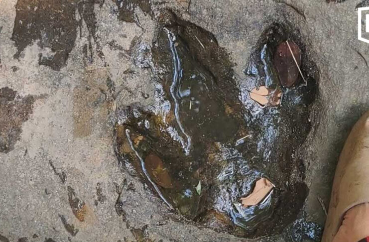 Mysterious footprints in Udon Thani spark dinosaur speculation Mysterious footprints in Udon Thani spark dinosaur speculation
