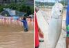Phuket flood turns road into fishing spot as locals cast nets Phuket flood turns road into fishing spot as locals cast nets