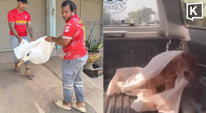 Rescuers stunned as ‘dead’ dog wakes up on truck in Kamphaeng Phet