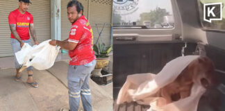 Rescuers stunned as ‘dead’ dog wakes up on truck in Kamphaeng Phet Rescuers stunned as ‘dead’ dog wakes up on truck in Kamphaeng Phet