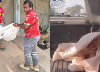 Rescuers stunned as ‘dead’ dog wakes up on truck in Kamphaeng Phet Rescuers stunned as ‘dead’ dog wakes up on truck in Kamphaeng Phet