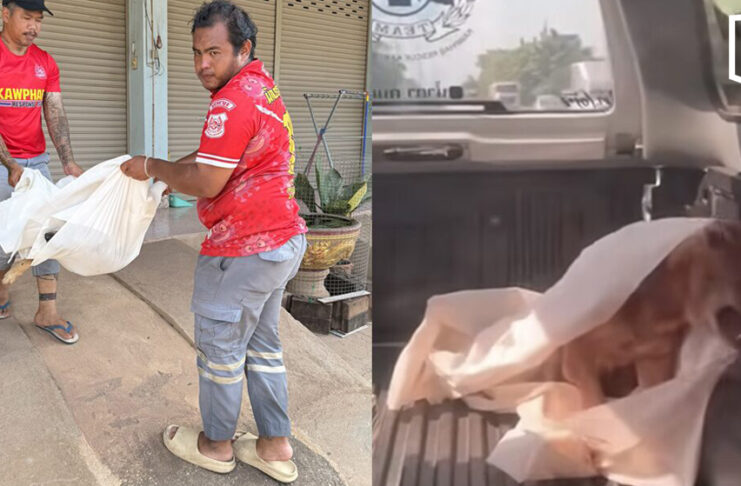 Rescuers stunned as ‘dead’ dog wakes up on truck in Kamphaeng Phet Rescuers stunned as ‘dead’ dog wakes up on truck in Kamphaeng Phet