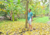 Samut Songkhram durian farmer fears prized ‘three-water’ durian may become history after floods Samut Songkhram durian farmer fears prized ‘three-water’ durian may become history after floods