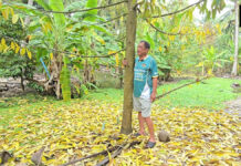 Samut Songkhram durian farmer fears prized ‘three-water’ durian may become history after floods Samut Songkhram durian farmer fears prized ‘three-water’ durian may become history after floods