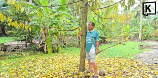 Samut Songkhram durian farmer fears prized ‘three-water’ durian may become history after floods Samut Songkhram durian farmer fears prized ‘three-water’ durian may become history after floods