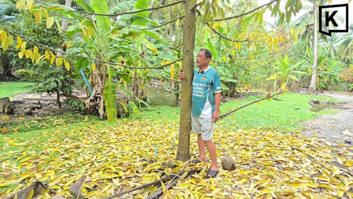 Samut Songkhram durian farmer fears prized ‘three-water’ durian may become history after floods Samut Songkhram durian farmer fears prized ‘three-water’ durian may become history after floods