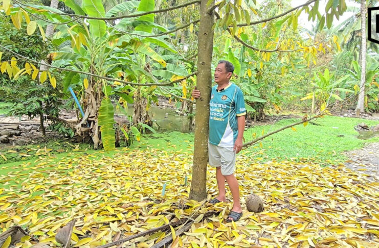 Samut Songkhram durian farmer fears prized ‘three-water’ durian may become history after floods Samut Songkhram durian farmer fears prized ‘three-water’ durian may become history after floods