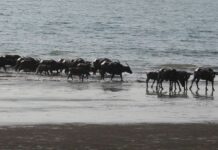 Heat Drives Buffaloes To The Sea