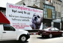 Lost Dog Reunited With Owner in Nakorn Ratchasima