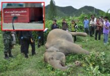 Death Of Elephant By Electric Fence Prompts Warning