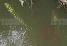Locals Claim They See Lotto Clues On 'Rare Fish' In Sukhotai