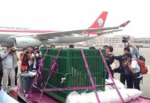 Heartthrob Panda ‘Nervous’ In Her Chinese New Home