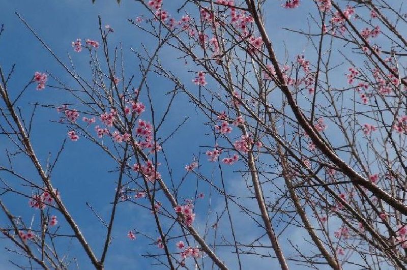 'Thai Sakura' Blossom Season Arrives