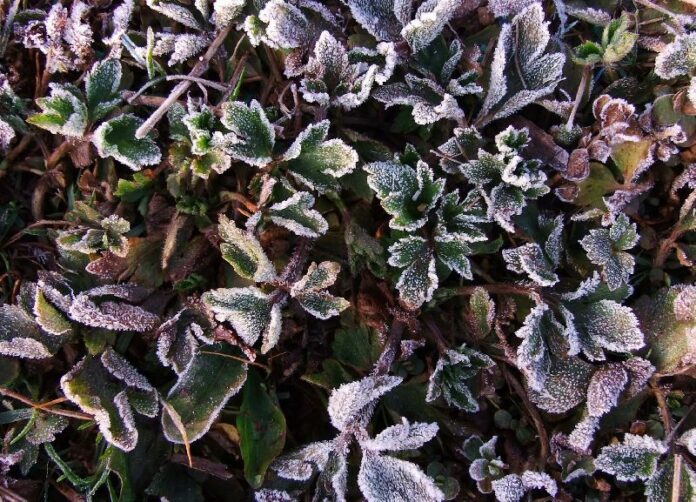 Frost appearing on crops in Phitsanulok province, 16 January 2014