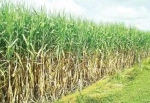 Thailand Risks Sugar Smuggling