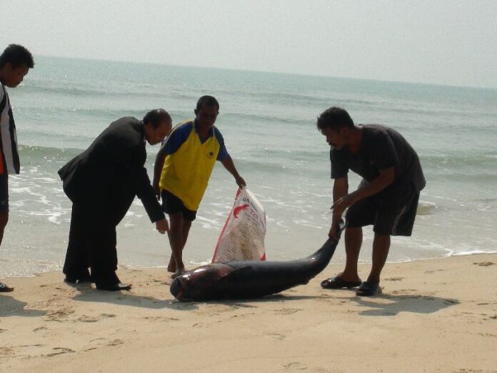 Officials inspect a dead dolphin in Nakhon Si Thammarat province, 21 March 2014