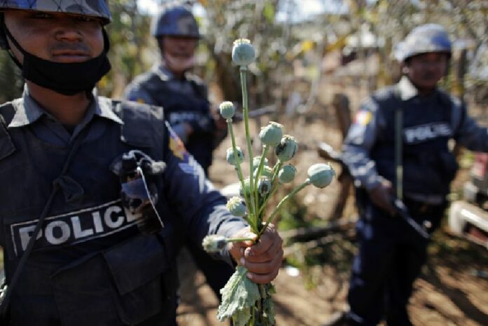 Opium Cultivation on the Rise in Northern Provinces Except Chiang Rai. A policeman holds poppy plants after a field was destroyed (Chiang Rai Times).