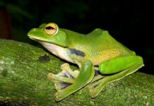 Over 360 New Species Discovered in Mekong Region