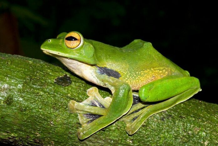 Some 367 new species have been discovered in the Greater Mekong Region, including a skydiving gecko, an eyeless spider and a fish whose sex organ is just behind its mouth. Photo: Jodi J L Rowley, Australian Museum