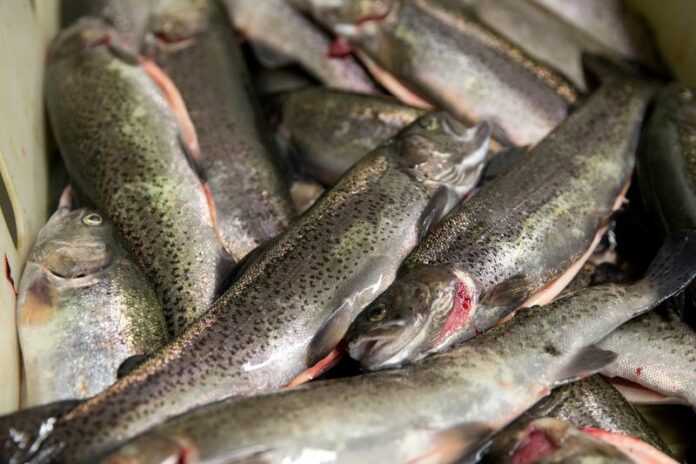 The Philippines on Wednesday vowed to curb illegal fishing after the European Union warned of a possible import ban. CHRISTIAN CHARISIUS/dpa