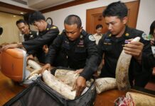 Thai Ivory Trade Trebles Amid Illegal Trade Concerns