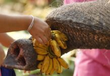 Myanmar Confirms Illegal Elephant Trade With Thailand Amid NGO Warnings