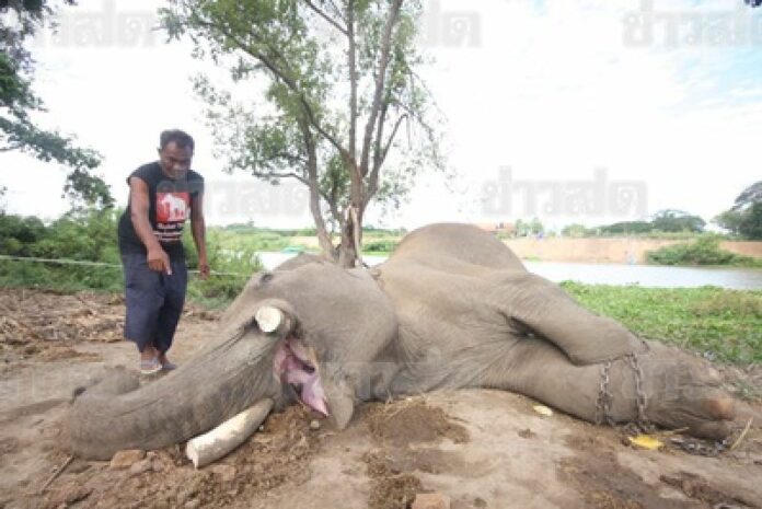 A 40-year-old elephant was found dead, with its tusks missing, near Lopburi River yesterday morning.<br />