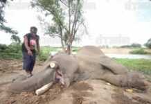 Hunt For Ayutthaya Elephant Killer, Ivory Smuggler