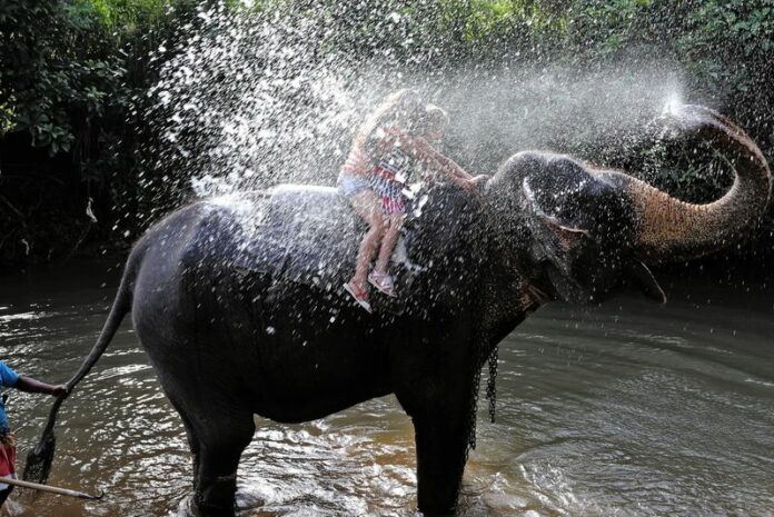 A picture made available on 15 July 2014 shows an elephant carrying tourists spraying water over the riders at Pinnawala, Sri Lanka, 13 July 2014. As demand for the animals rises with the growing tourism industry, concerns about the welfare of the endangered species arise. EPA/STRINGER<br />