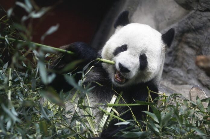 A giant panda eats bamboo at the Beijing zoo in China, 20 April 2011. A new study indicates that China has made great strides in breeding giant pandas, which are notorious for their low sex drive. EPA/DIEGO AZUBEL