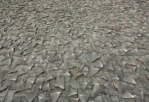 Thai Airways Bans Shark Fin Cargo After Online Campaign