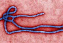 Ebola Outbreak in Thailand 'Very Unlikely'