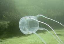 Tourists Warned To Be Wary of Deadly Box Jellyfish