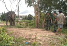 Hat Yai Officials Launch Crackdown On 'Elephant Beggars'