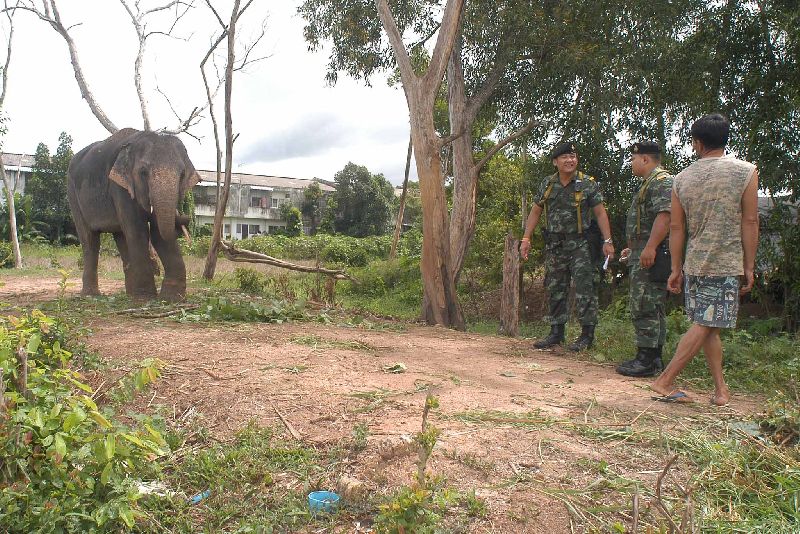 Police and military officers raided an elephant enclosure near Kaew Sawang village, where they found one elephant that was reportedly used by the mahouts to beg for money downtown, 27 Aug 2014.<br />