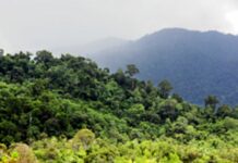 UK to Tackle Deforestation in Developing Countries