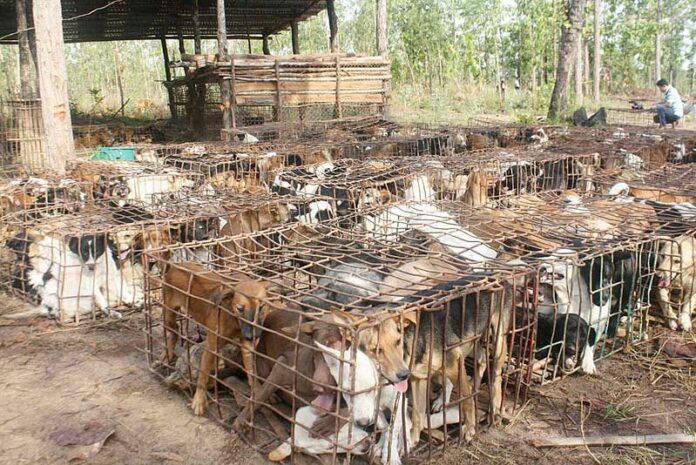 Police rescue 550 caged dogs in Sakol Nakhon province, 26 April 2013, from suspected dog meat dealers.