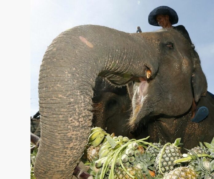 A file photo shows an elephant reaching for fresh fruit at the elephant banquet after the final of the 12th Annual King's Cup Elephant Polo Tournament 2013 in Hua Hin, Thailand, 01 September 2013. An elephant killed his trainer in Phang Nga and ran into the jungle with two tourists still on its back. EPA/NARONG SANGNAK<br />